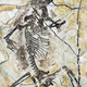 Image for article titled New Fossils Push Back The Origin Of Mammals By Millions Of Years